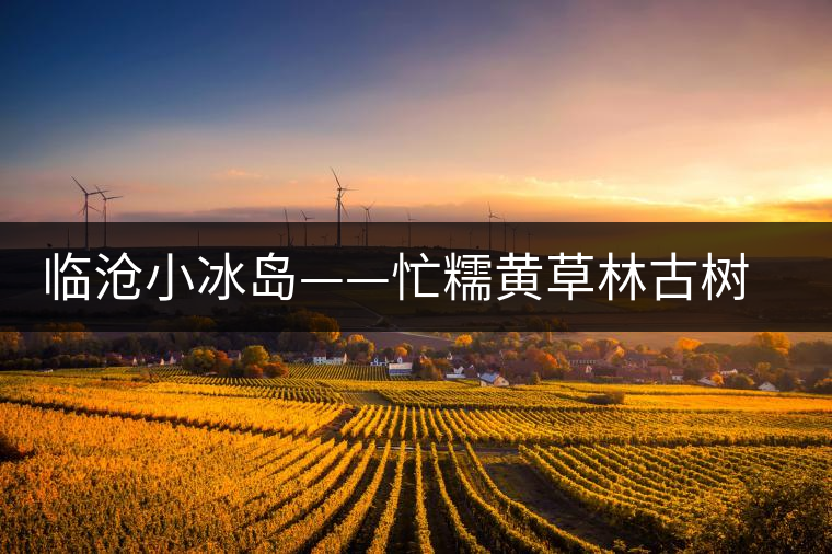 臨滄小冰島——忙糯黃草林古樹茶 臨滄小冰島——忙糯黃草林古樹茶