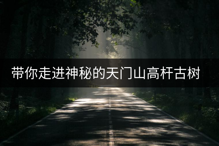 帶你走進神秘的天門山高桿古樹茶園