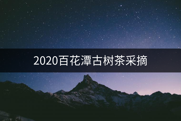 2020百花潭古樹茶采摘 2020百花潭古樹茶采摘