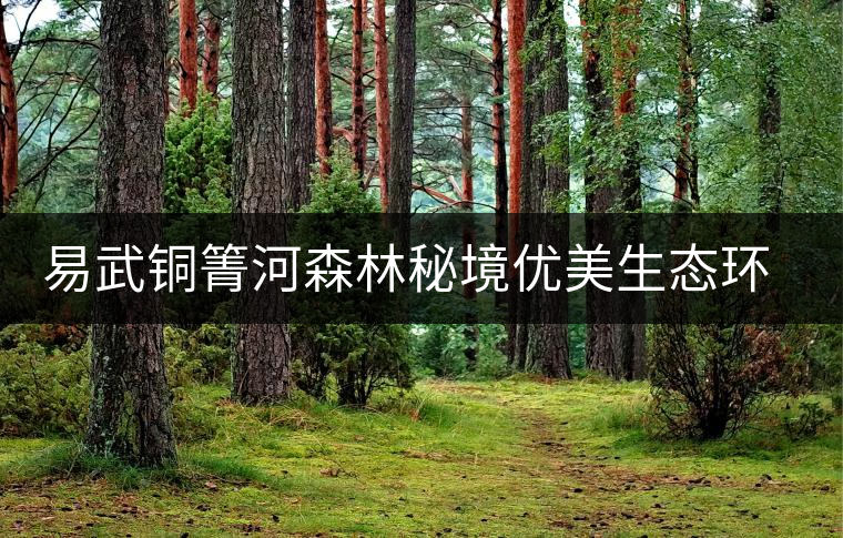 易武銅箐河森林秘境優美生態環境