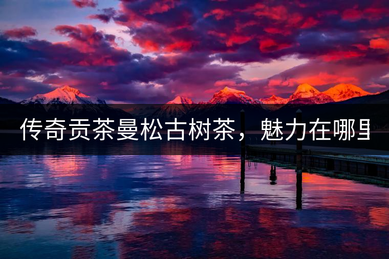 傳奇貢茶曼松古樹茶，魅力在哪里？