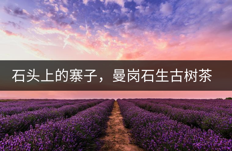 石頭上的寨子,曼崗石生古樹茶特點介紹 石頭上的寨子,曼崗石生古樹茶特點介紹