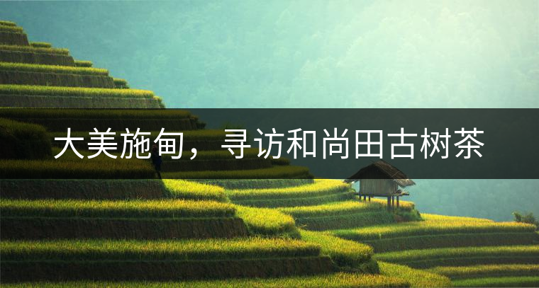 大美施甸,尋訪和尚田古樹茶 大美施甸,尋訪和尚田古樹茶