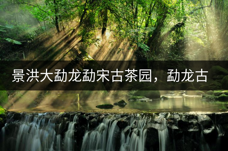 景洪大勐龍勐宋古茶園,勐龍古樹茶分布 景洪大勐龍勐宋古茶園,勐龍古樹茶分布