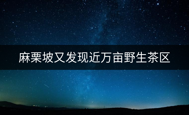 麻栗坡又發現近萬畝野生茶區 麻栗坡又發現近萬畝野生茶區