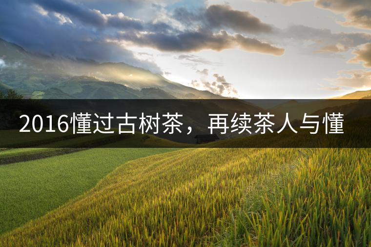 2016懂過古樹茶,再續(xù)茶人與懂過的故事 2016懂過古樹茶,再續(xù)茶人與懂過的故事