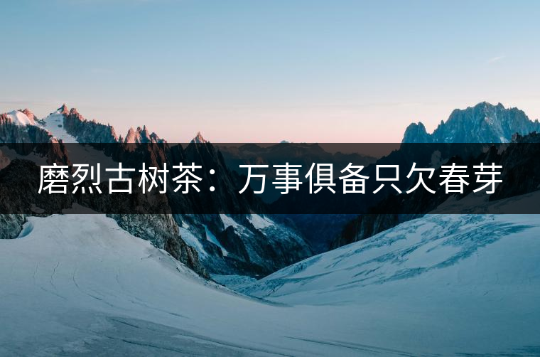 磨烈古樹茶:萬事俱備只欠春芽 磨烈古樹茶:萬事俱備只欠春芽