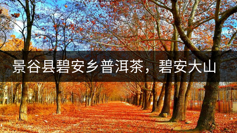 景谷縣碧安鄉普洱茶，碧安大山古樹茶口感特點