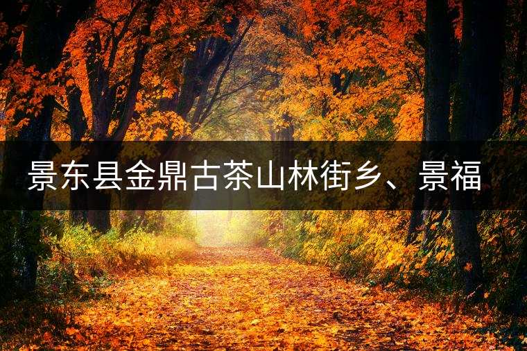 景東縣金鼎古茶山林街鄉(xiāng)、景福鄉(xiāng)、東鎮(zhèn)普洱茶 景東縣金鼎古茶山林街鄉(xiāng)、景福鄉(xiāng)、東鎮(zhèn)普洱茶