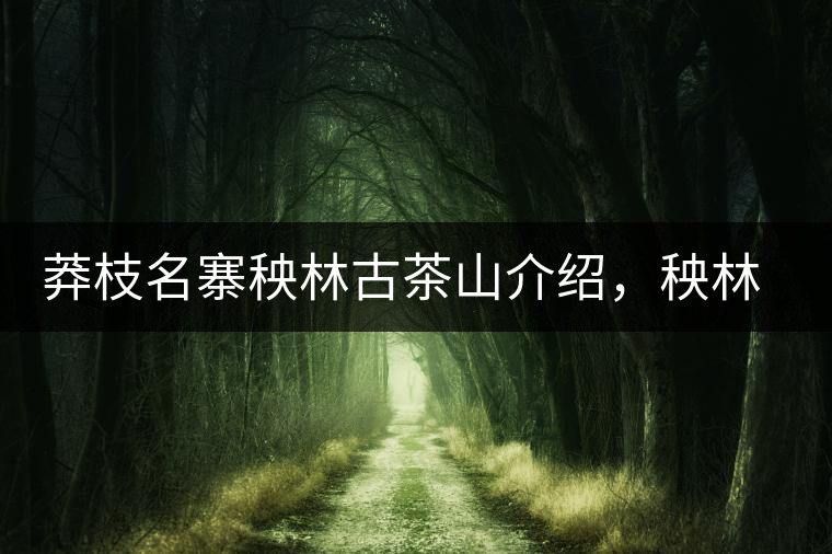 莽枝名寨秧林古茶山介紹,秧林古樹茶口感特點(diǎn) 莽枝名寨秧林古茶山介紹,秧林古樹茶口感特點(diǎn)