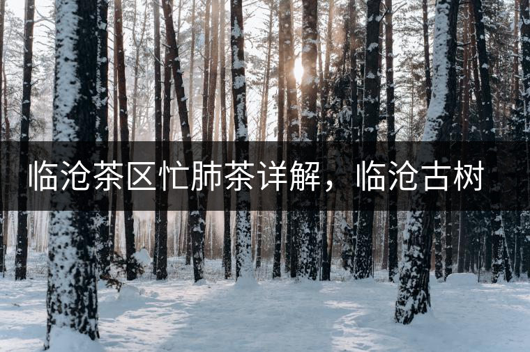 臨滄茶區忙肺茶詳解,臨滄古樹茶口感特點 臨滄茶區忙肺茶詳解,臨滄古樹茶口感特點