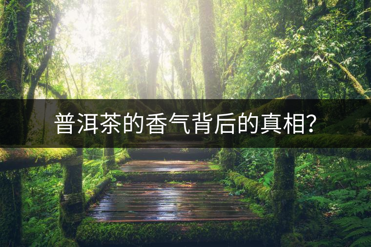 普洱茶的香氣背后的真相? 普洱茶的香氣背后的真相?