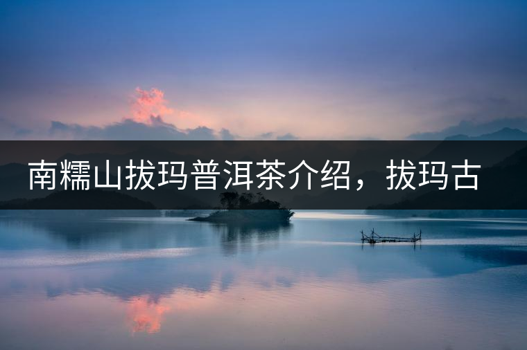 南糯山拔瑪普洱茶介紹，拔瑪古樹茶口感特點