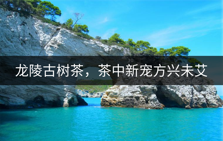 龍陵古樹茶,茶中新寵方興未艾 龍陵古樹茶,茶中新寵方興未艾