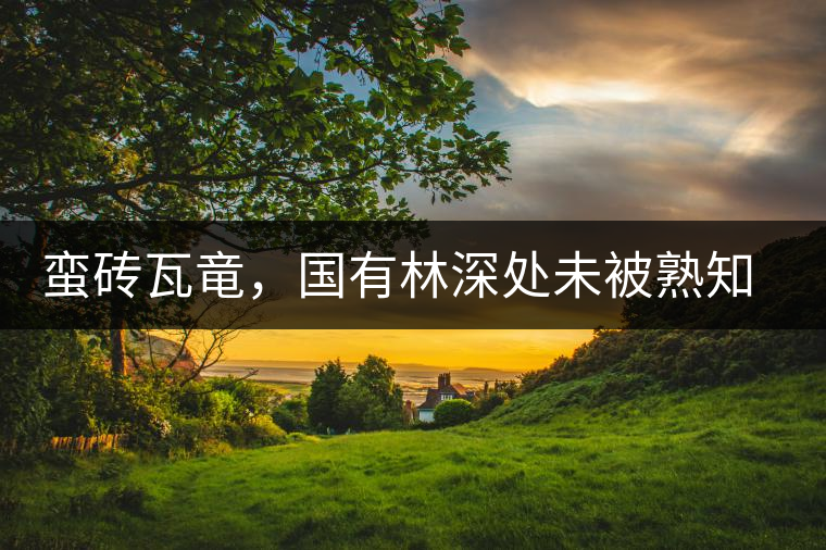 蠻磚瓦竜，國有林深處未被熟知的山頭