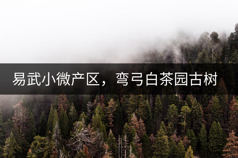 易武小微產(chǎn)區(qū),彎弓白茶園古樹茶介紹 易武小微產(chǎn)區(qū),彎弓白茶園古樹茶介紹