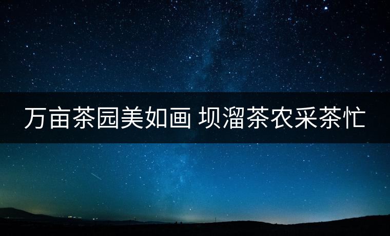 萬畝茶園美如畫 壩溜茶農采茶忙 萬畝茶園美如畫 壩溜茶農采茶忙