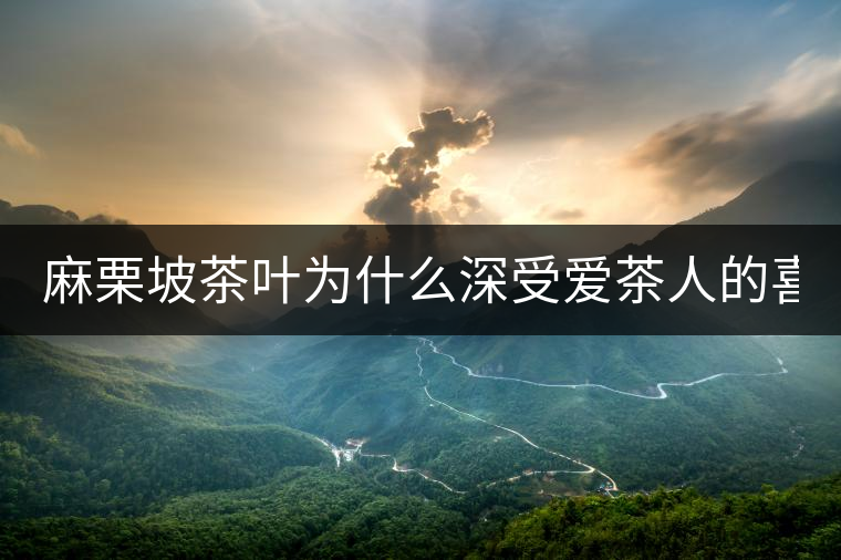 麻栗坡茶葉為什么深受愛茶人的喜愛？