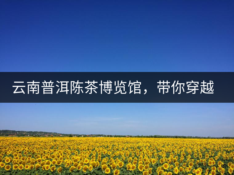 云南普洱陳茶博覽館,帶你穿越時光,品普洱老茶 云南普洱陳茶博覽館,帶你穿越時光,品普洱老茶