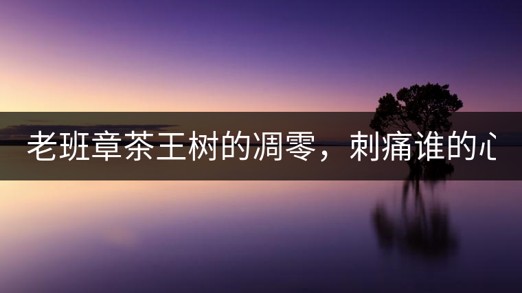 老班章茶王樹的凋零,刺痛誰的心? 老班章茶王樹的凋零,刺痛誰的心?