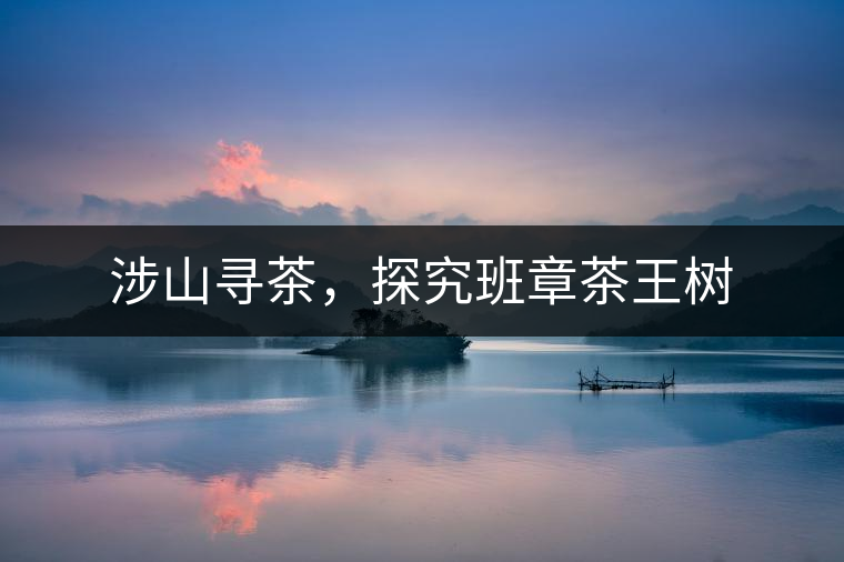 涉山尋茶，探究班章茶王樹