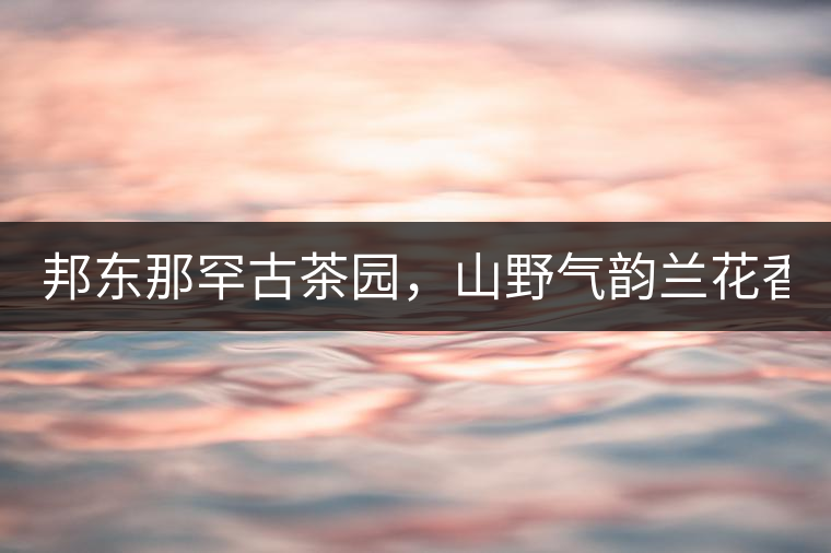 邦東那罕古茶園,山野氣韻蘭花香! 邦東那罕古茶園,山野氣韻蘭花香!