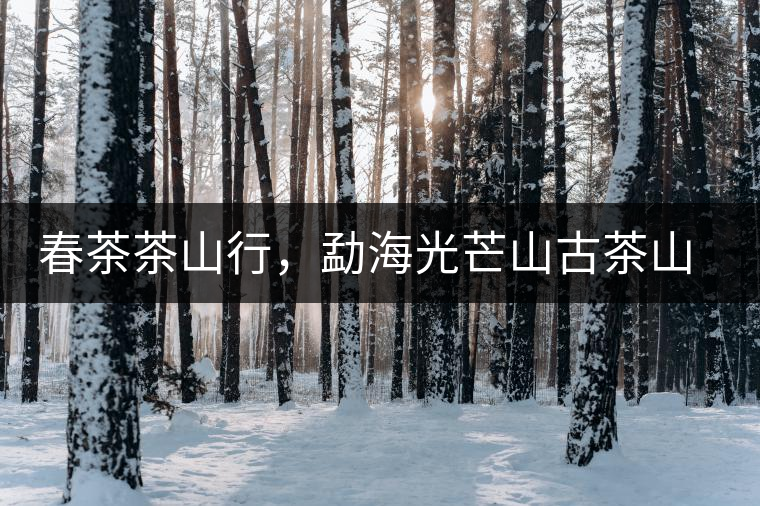 春茶茶山行,勐海光芒山古茶山你去過嗎? 春茶茶山行,勐海光芒山古茶山你去過嗎?