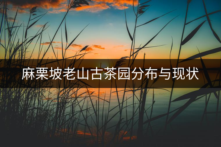 麻栗坡老山古茶園分布與現(xiàn)狀 麻栗坡老山古茶園分布與現(xiàn)狀