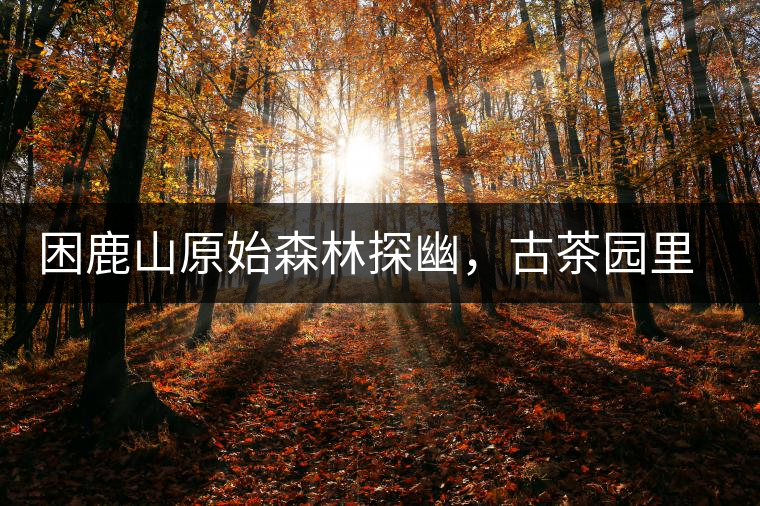 困鹿山原始森林探幽,古茶園里的優美景色 困鹿山原始森林探幽,古茶園里的優美景色