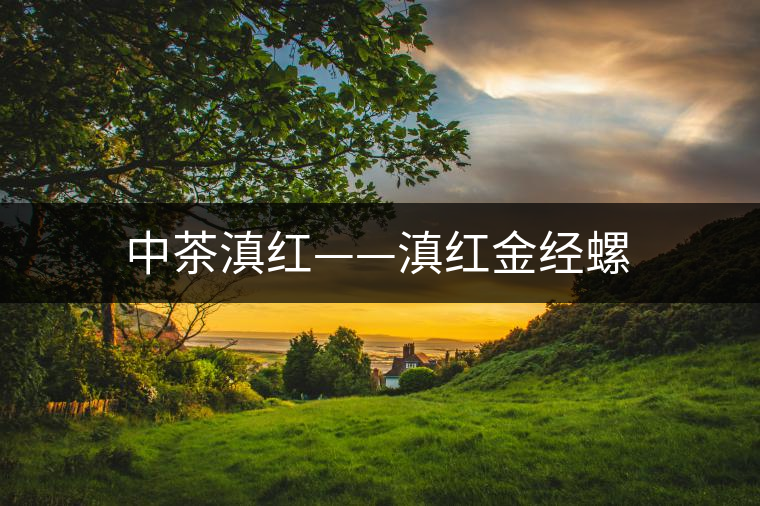 中茶滇紅——滇紅金經螺 中茶滇紅——滇紅金經螺