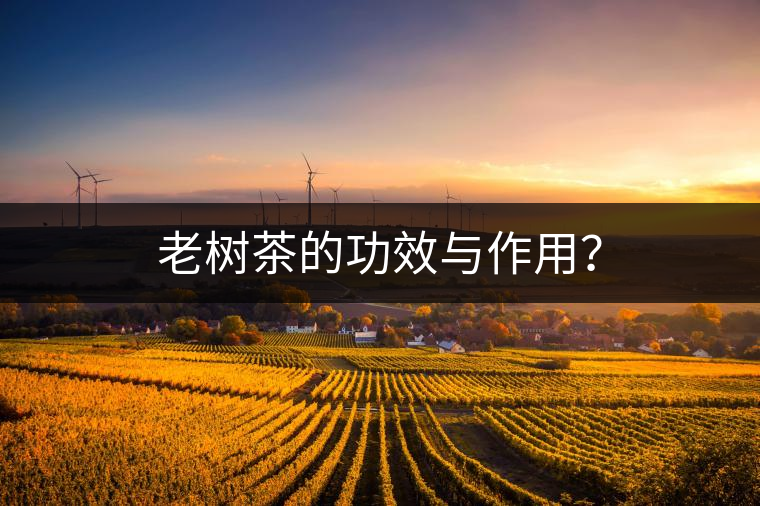 老樹茶的功效與作用? 老樹茶的功效與作用?