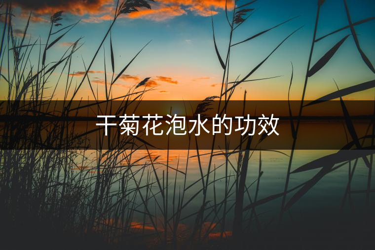 干菊花泡水的功效 干菊花泡水的功效