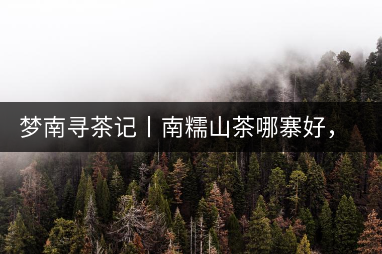 夢南尋茶記丨南糯山茶哪寨好，半坡老寨數(shù)第一