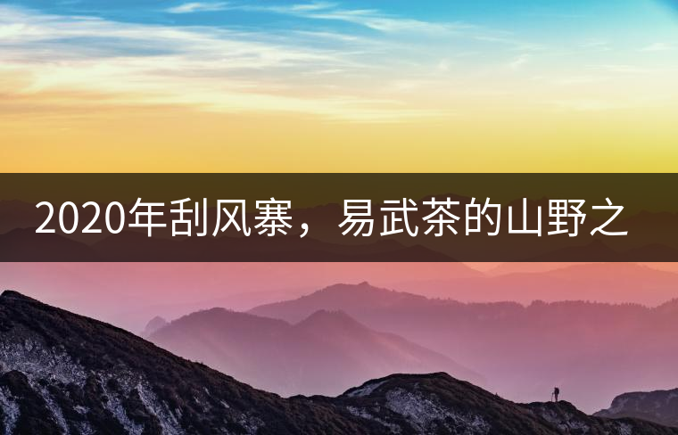 2020年刮風寨，易武茶的山野之王-易武中聘號