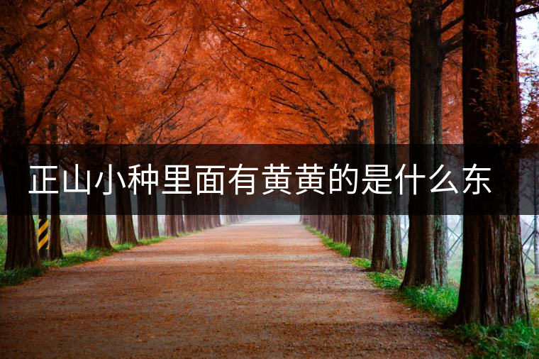 正山小種里面有黃黃的是什么東西