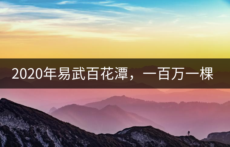 2020年易武百花潭,一百萬一棵樹-易武中聘號 2020年易武百花潭,一百萬一棵樹-易武中聘號