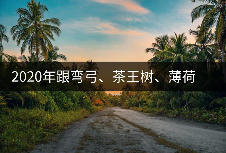 2020年跟彎弓、茶王樹、薄荷塘屬于同一山脈的神秘山頭-易武中聘號 2020年跟彎弓、茶王樹、薄荷塘屬于同一山脈的神秘山頭-易武中聘號