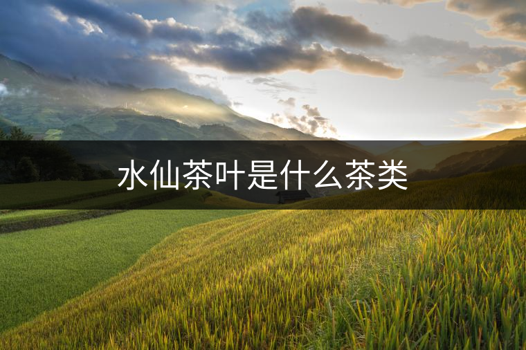 水仙茶葉是什么茶類(lèi)