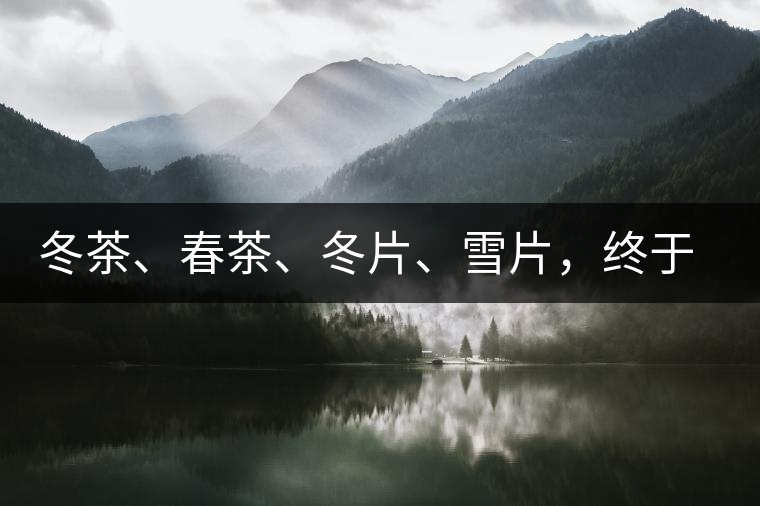 冬茶、春茶、冬片、雪片，終于分清楚了