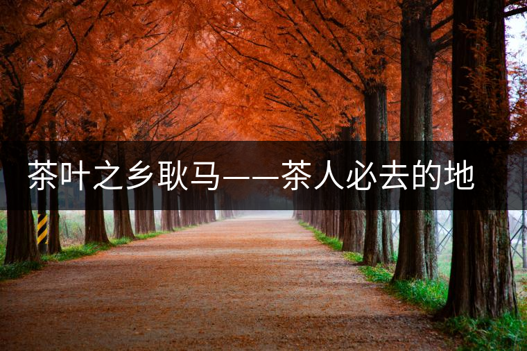 茶葉之鄉耿馬——茶人必去的地方