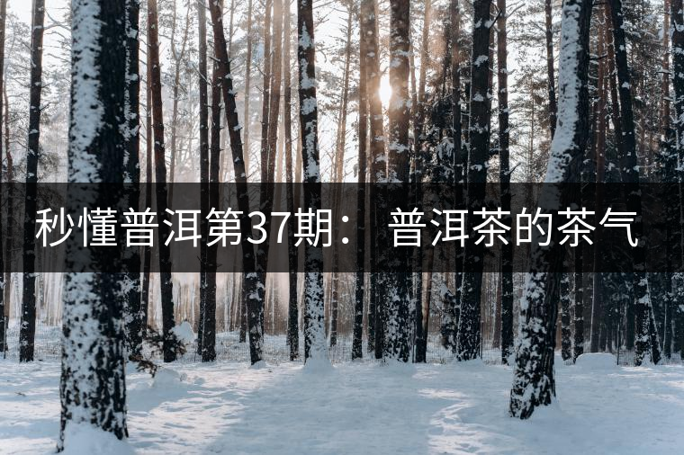 秒懂普洱第37期： 普洱茶的茶氣到底是什么？