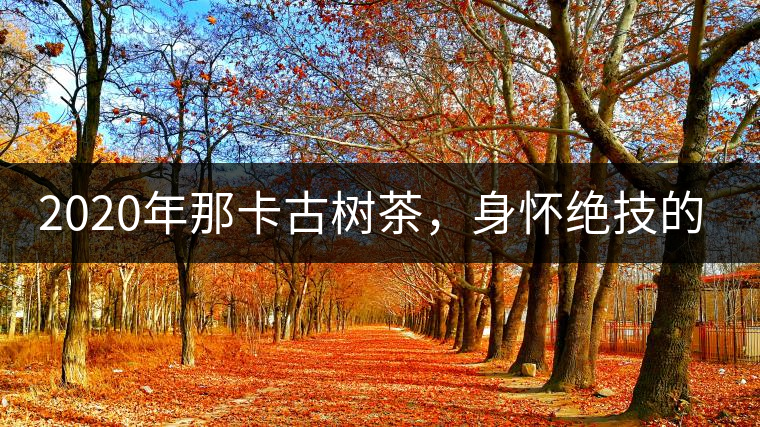 2020年那卡古樹茶,身懷絕技的“小班章” -易武中聘號 2020年那卡古樹茶,身懷絕技的“小班章” -易武中聘號