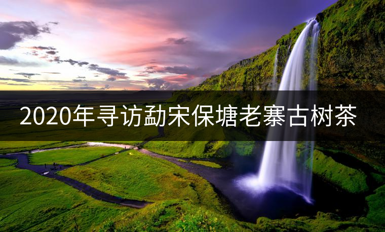 2020年尋訪勐宋保塘老寨古樹茶-易武中聘號 2020年尋訪勐宋保塘老寨古樹茶-易武中聘號