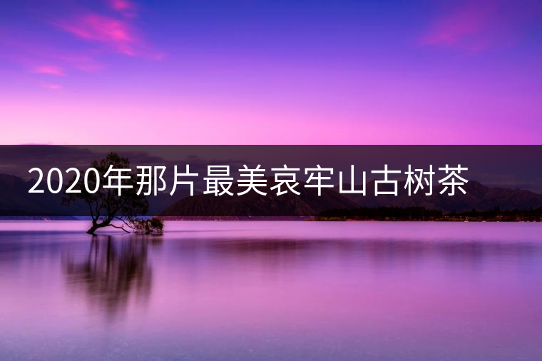 2020年那片最美哀牢山古樹(shù)茶 讓我了遇見(jiàn)你-易武中聘號(hào) 2020年那片最美哀牢山古樹(shù)茶 讓我了遇見(jiàn)你-易武中聘號(hào)