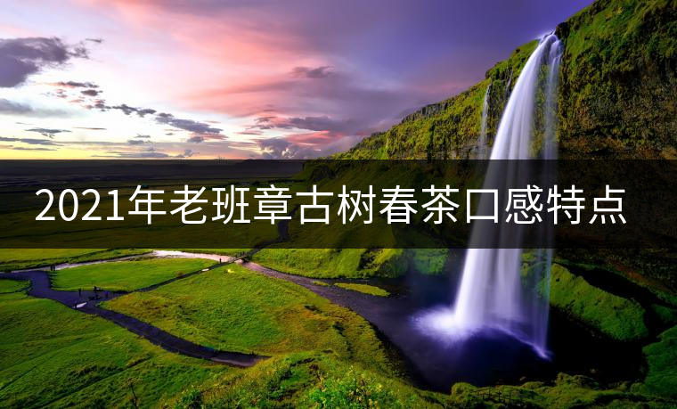 2021年老班章古樹春茶口感特點？