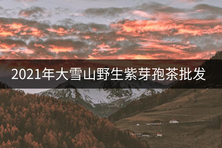 2021年大雪山野生紫芽孢茶批發價格多少錢一公斤？