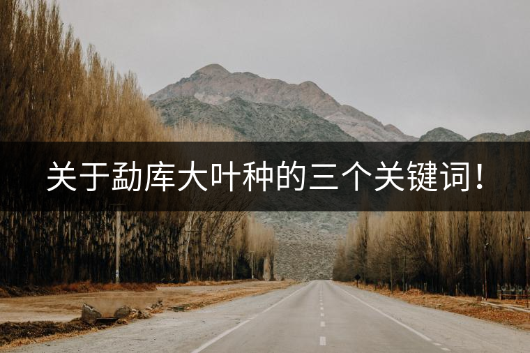 關于勐庫大葉種的三個關鍵詞！