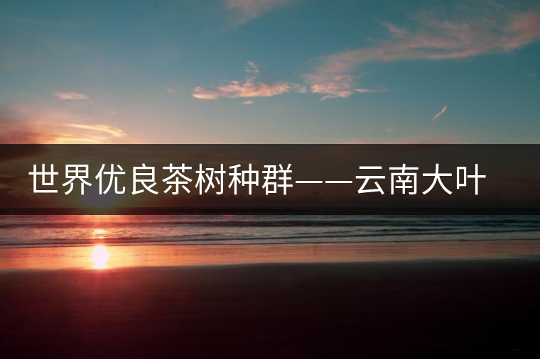 世界優良茶樹種群——云南大葉種