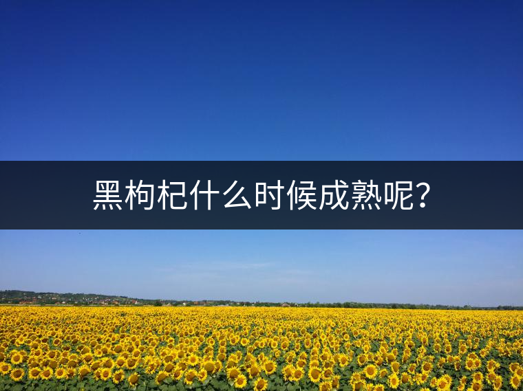 黑枸杞什么時(shí)候成熟呢? 黑枸杞什么時(shí)候成熟呢?