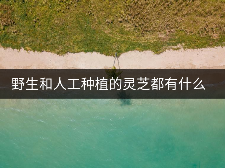 野生和人工種植的靈芝都有什么區別？